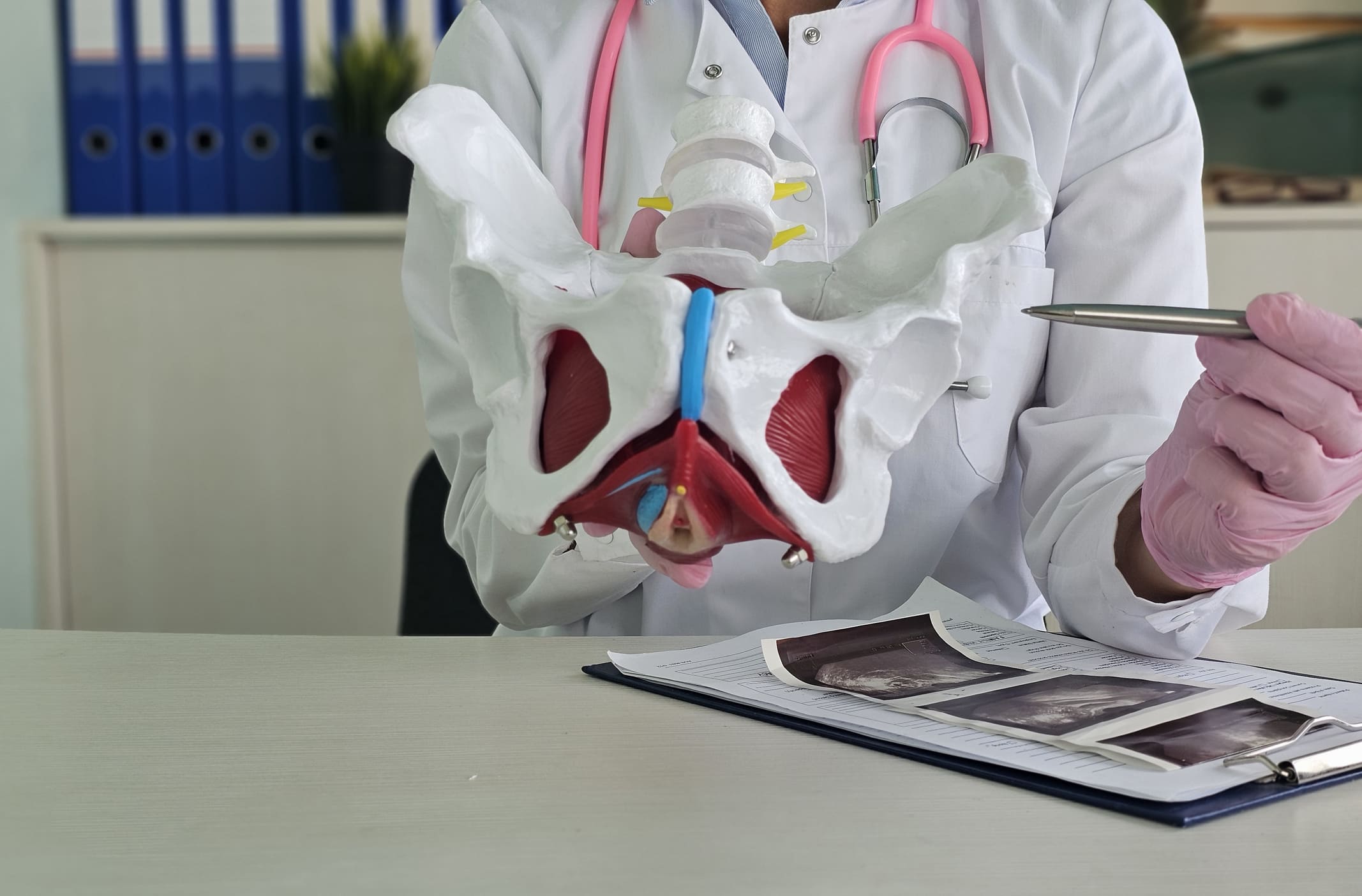 Eine medizinische Fachkraft zeigt ein Modell des menschlichen Beckens, um die Anatomie und mögliche Organsenkungen zu erklären